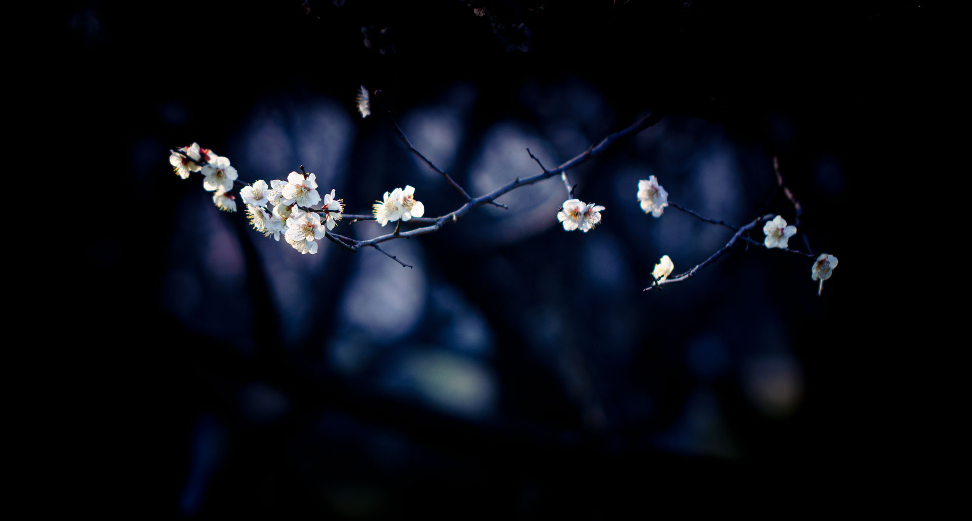 _DSC8268.jpeg