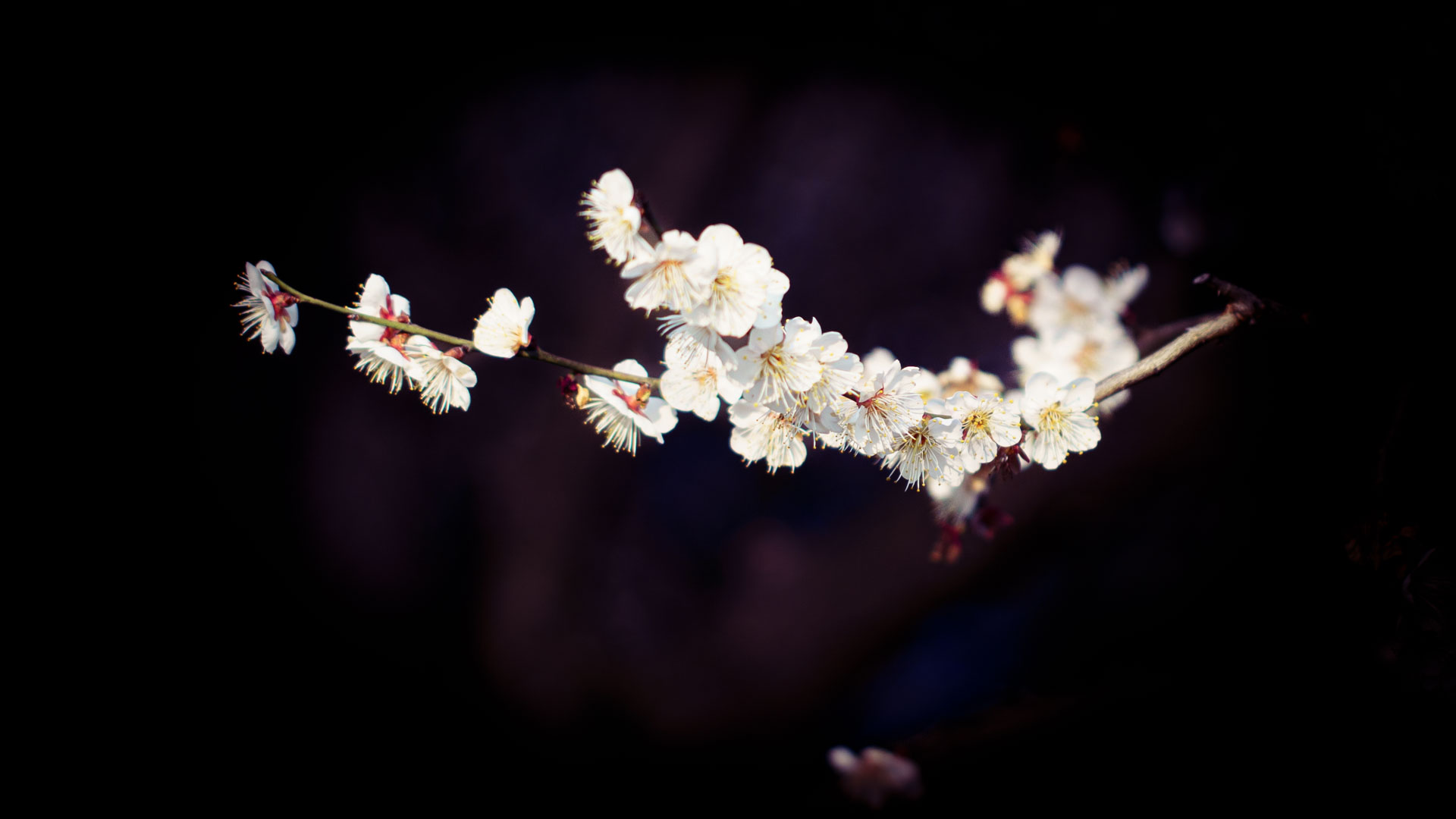 _DSC8340.jpeg