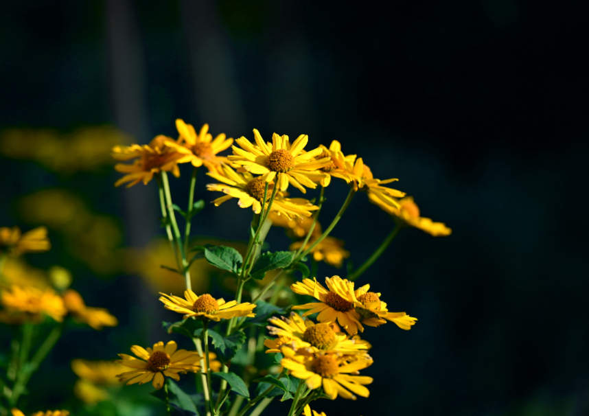 IMG_3961.jpeg