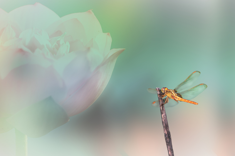 5K7A9636-ָ.jpg