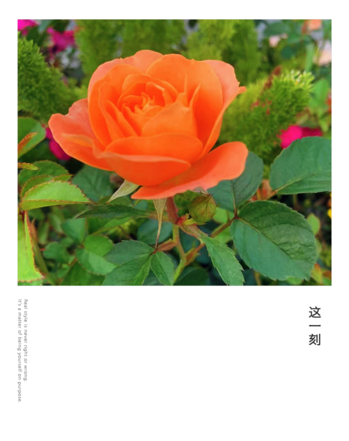 IMG_3379.jpeg