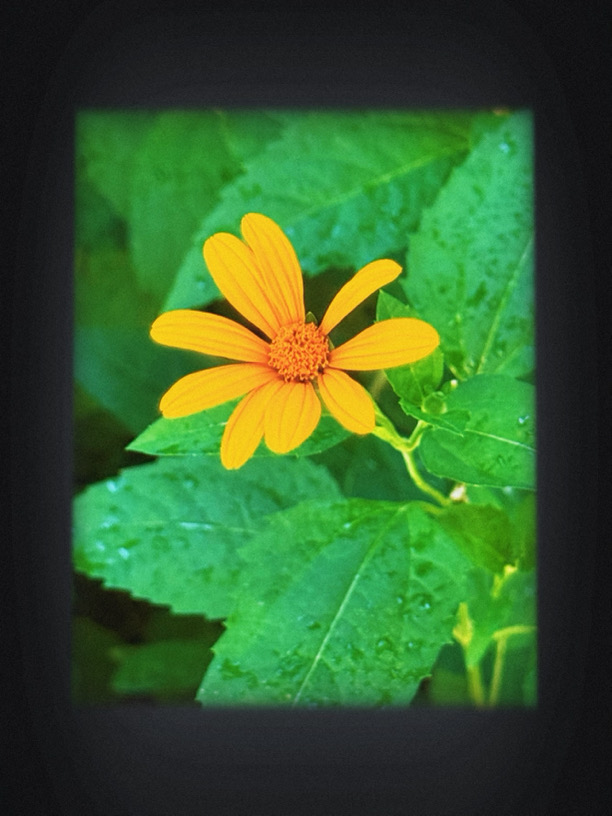 IMG_7009.jpeg