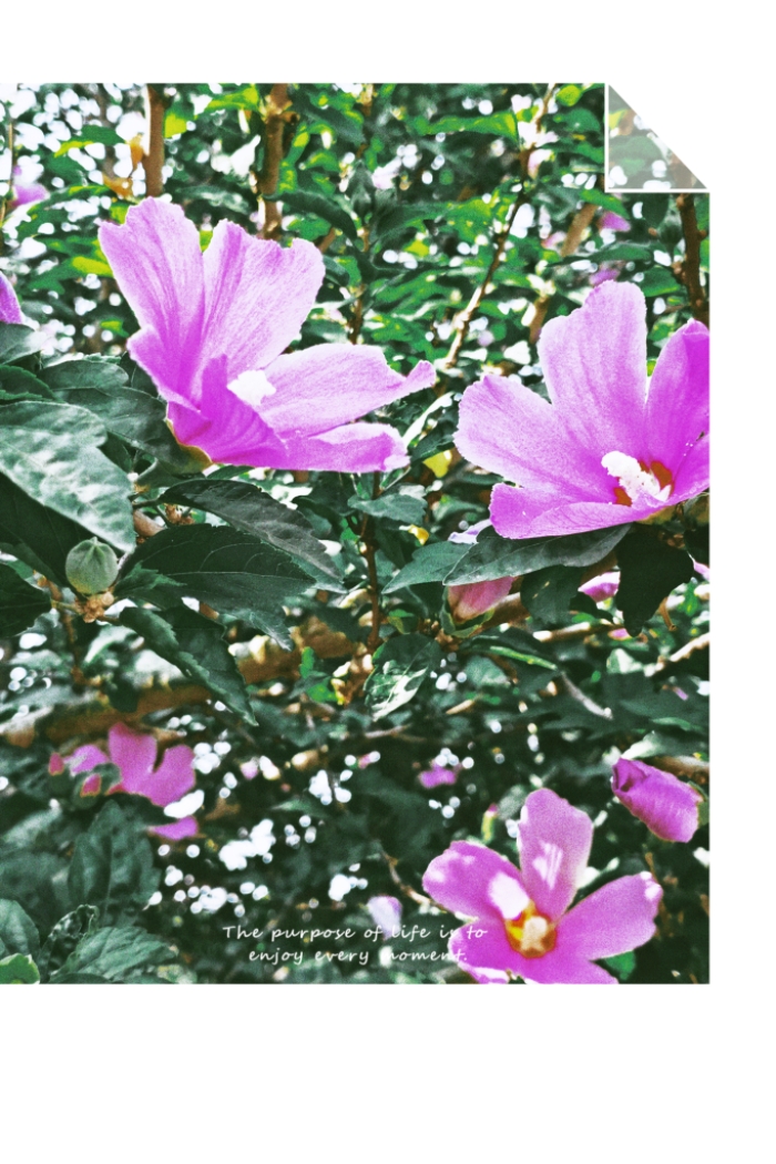 MEITU_20250718_101013564.jpg