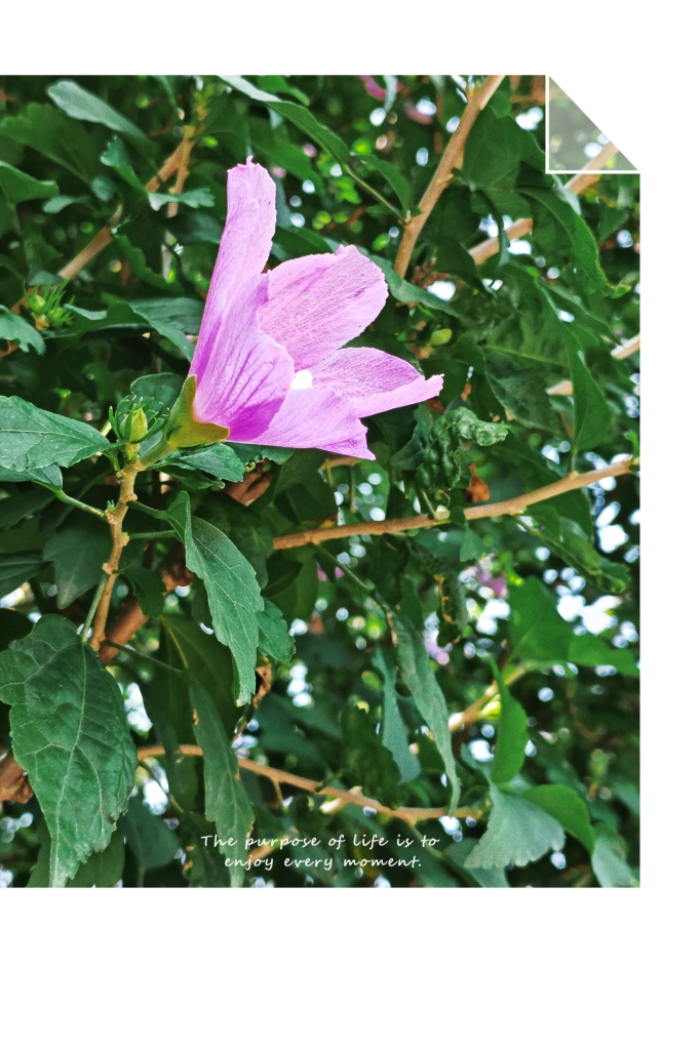 MEITU_20250718_100131789.jpg