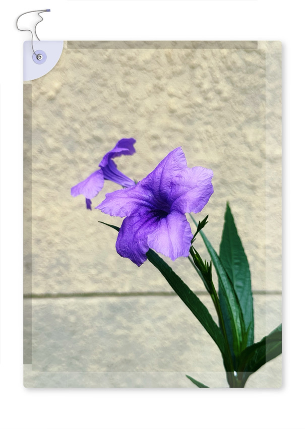 IMG_7250.jpeg