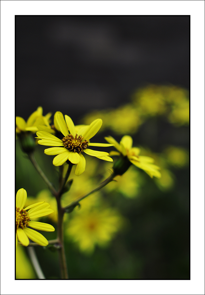 A6.jpg