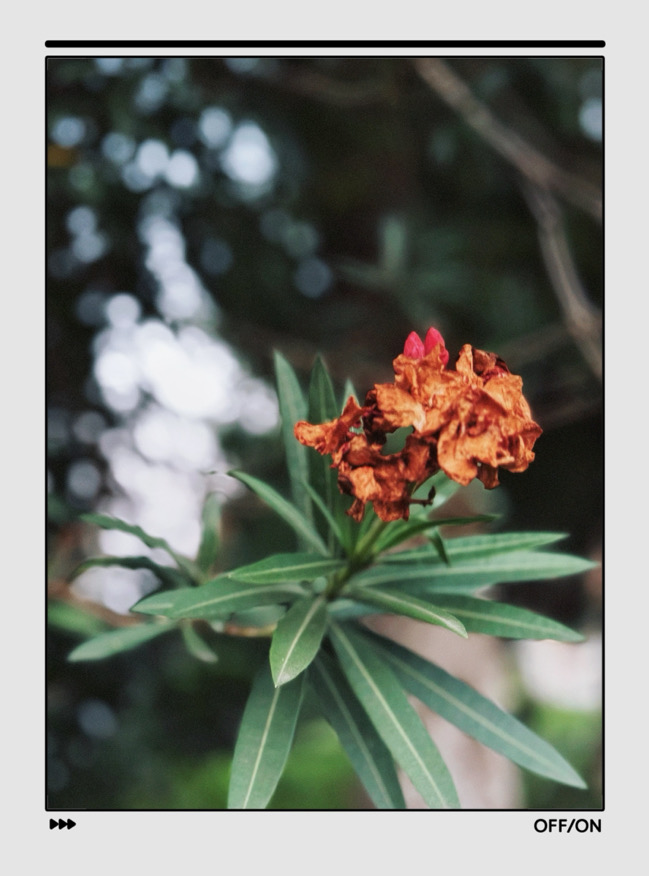 IMG_7369.jpeg