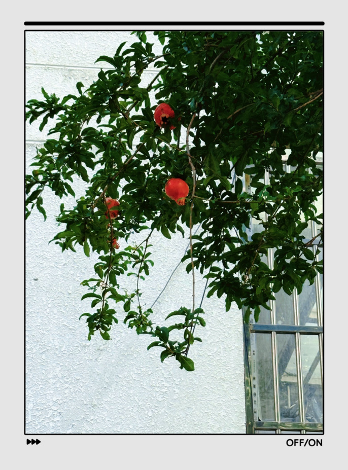 IMG_7370.jpeg