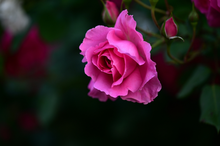 IMG_4724.jpeg