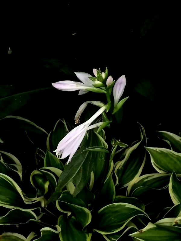 ΢ͼƬ_20250729193038.jpg