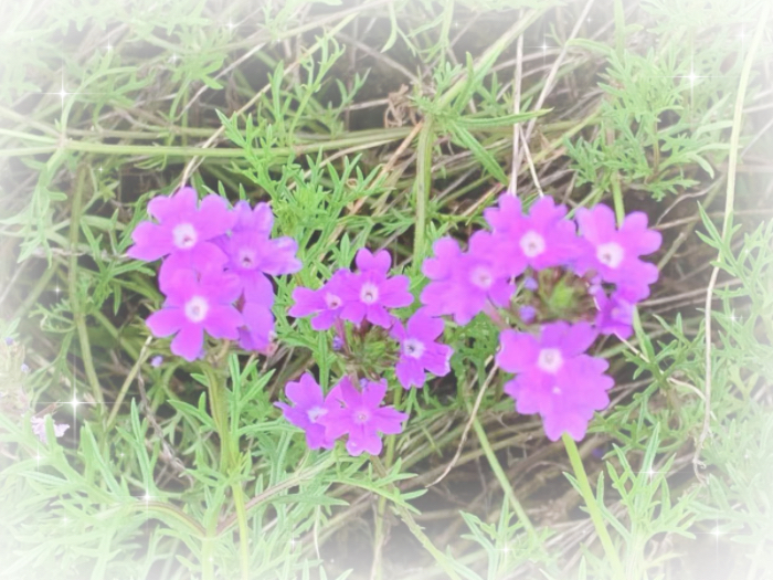IMG_3601.jpeg