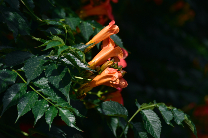 IMG_4916.jpeg