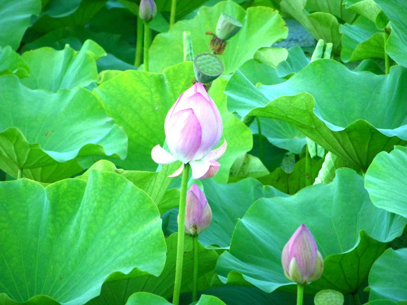 DSCN1336__.jpg