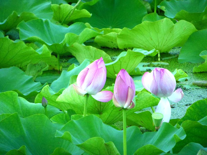 DSCN1352__.jpg