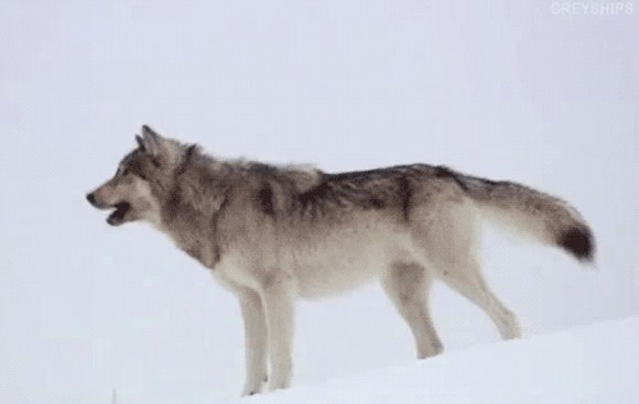 2222src=http___image109.360doc.com_DownloadImg_2018_06_2601_136772562_6_20180626.gif
