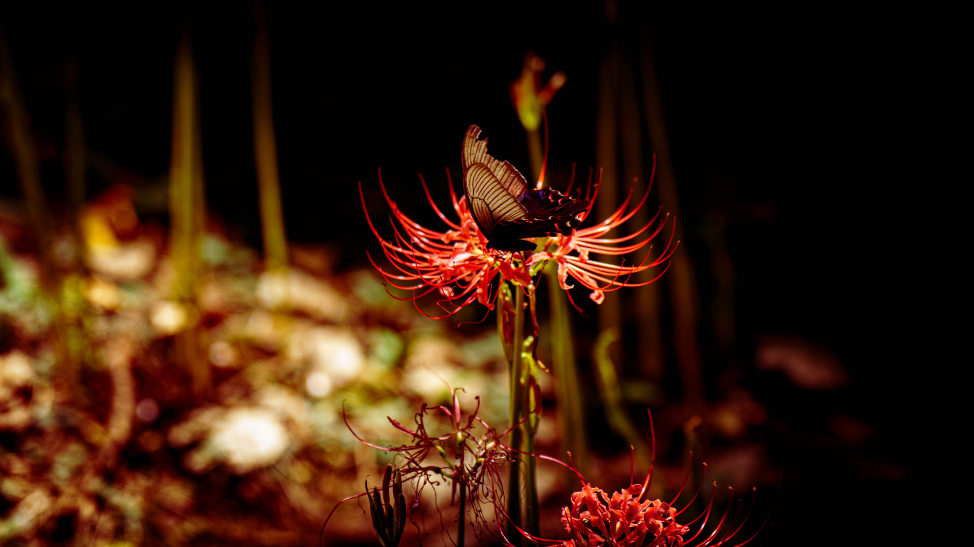 _DSC0336.jpeg