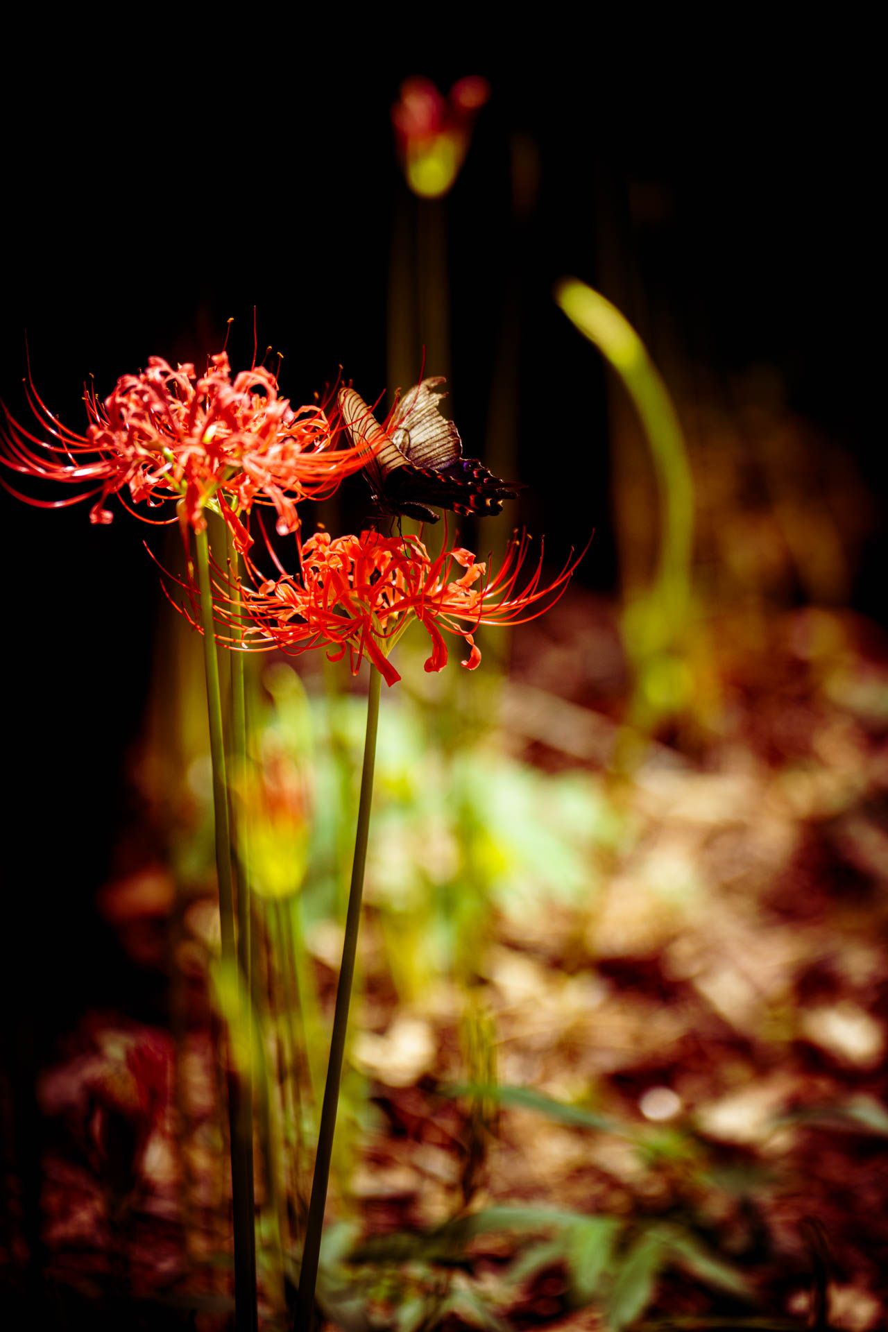 _DSC0360.jpeg
