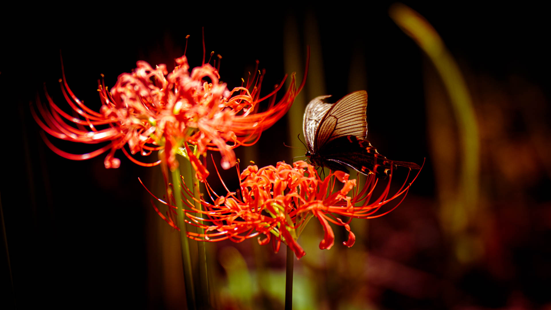 _DSC0363.jpeg