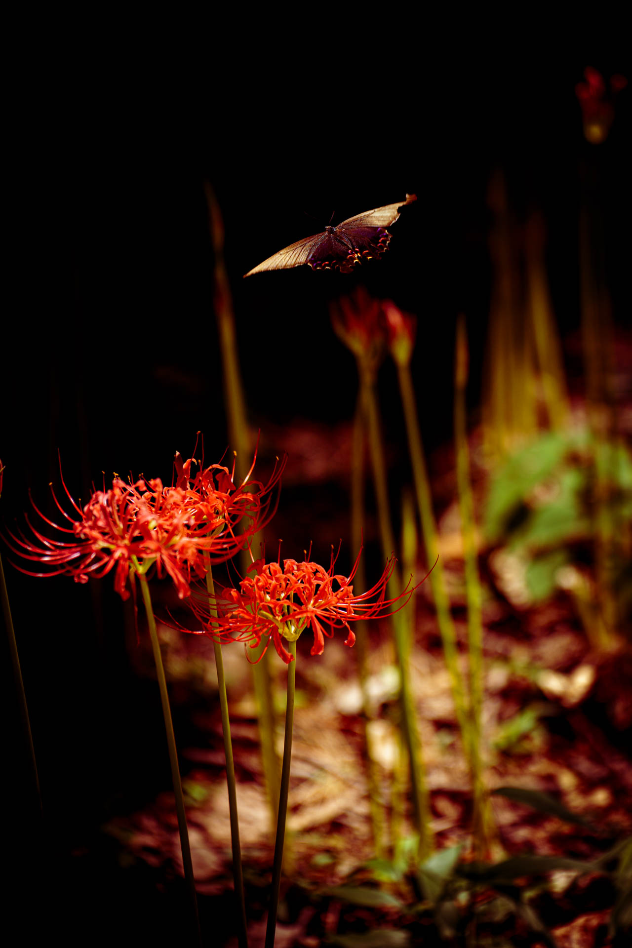 _DSC0386.jpeg