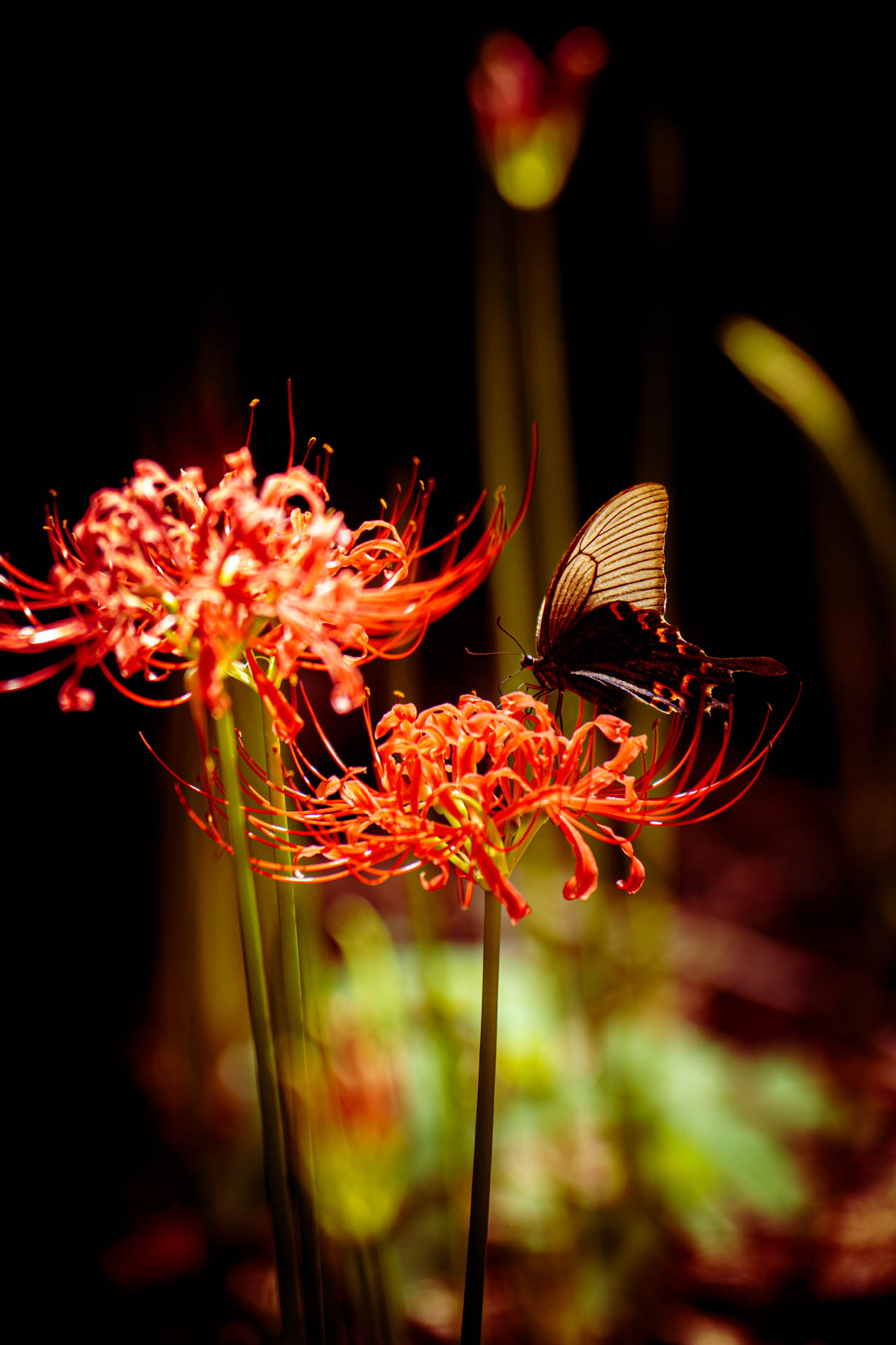 _DSC0362.jpeg