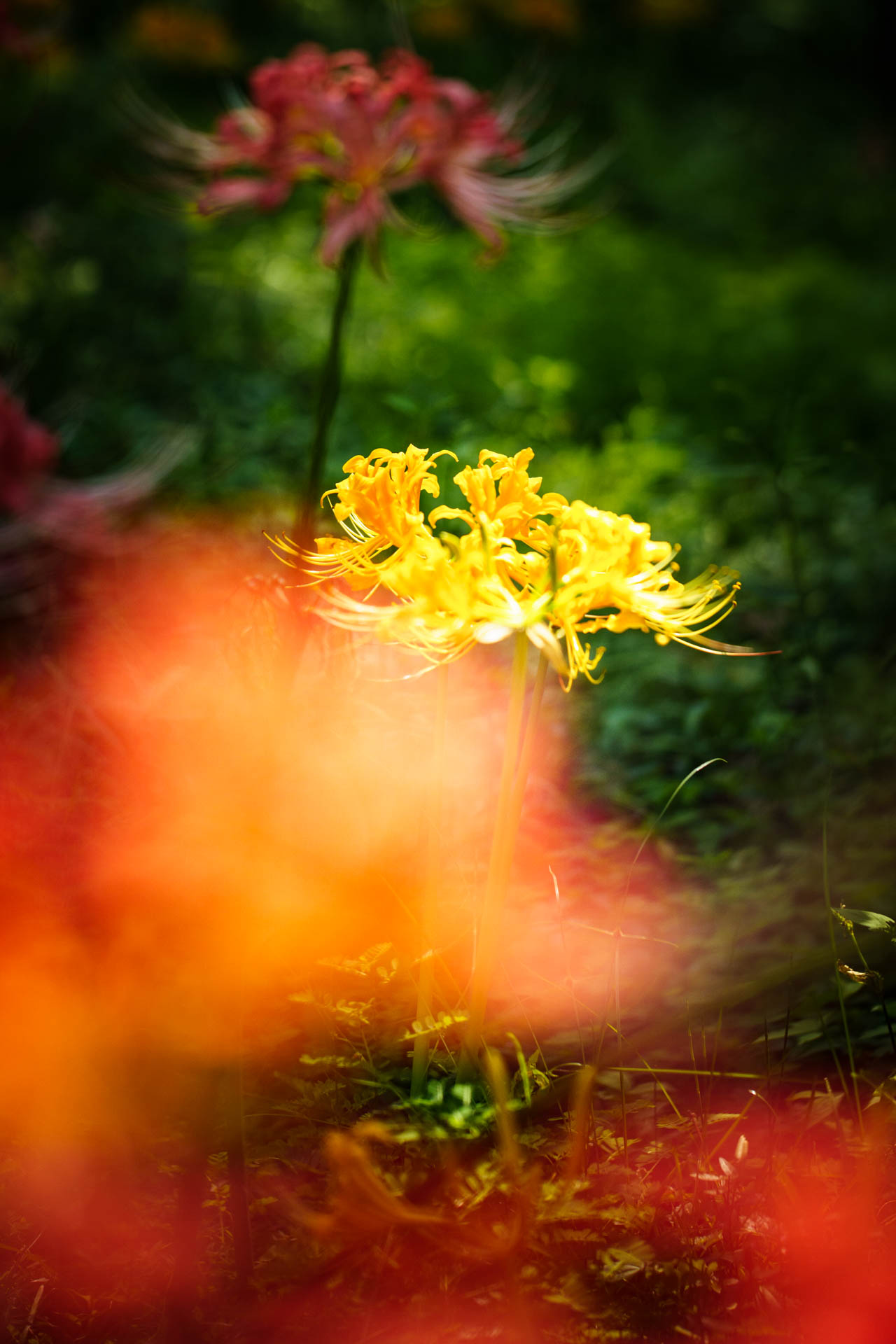_DSC1139.jpeg