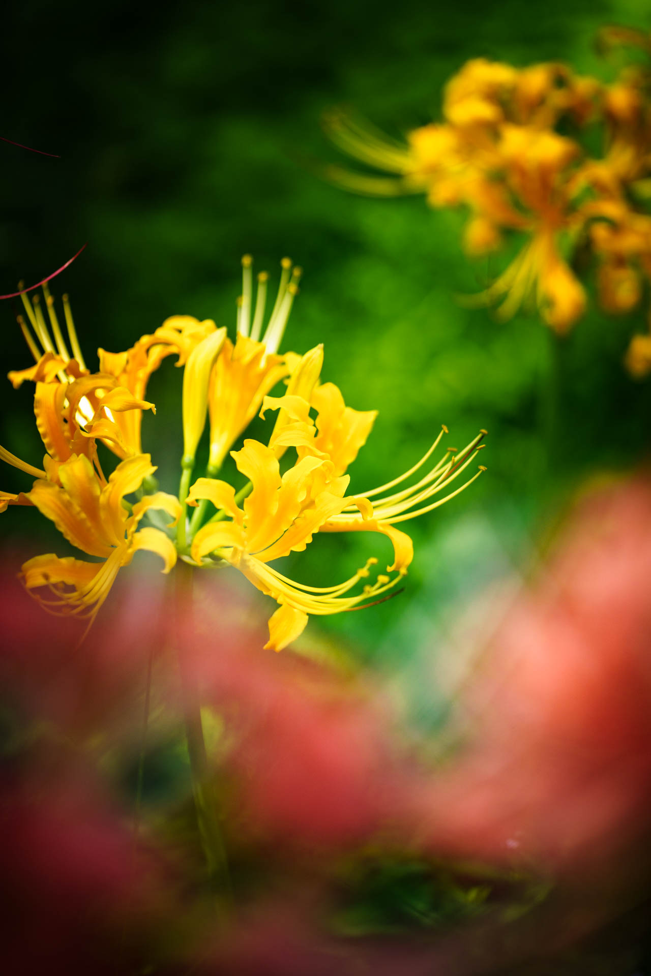 _DSC1164.jpeg