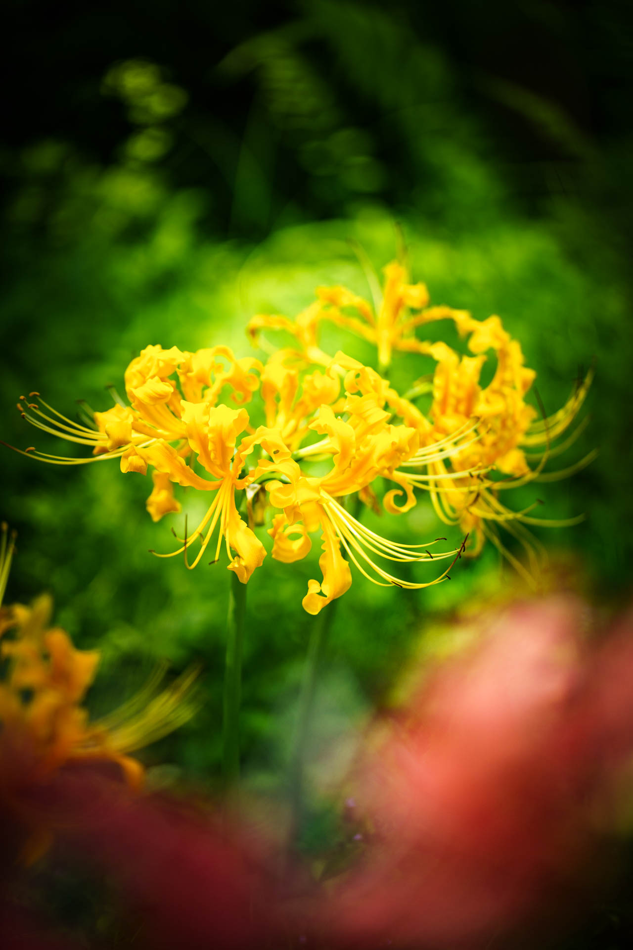 _DSC1161.jpeg