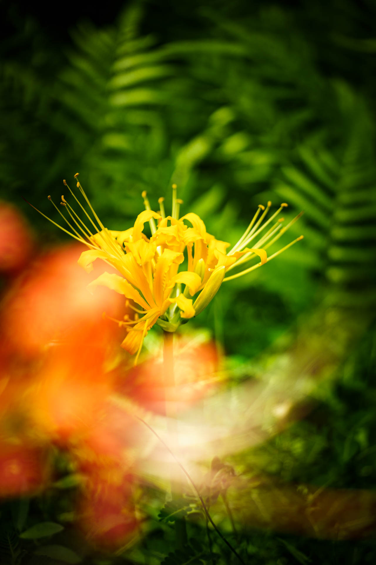 _DSC1168.jpeg