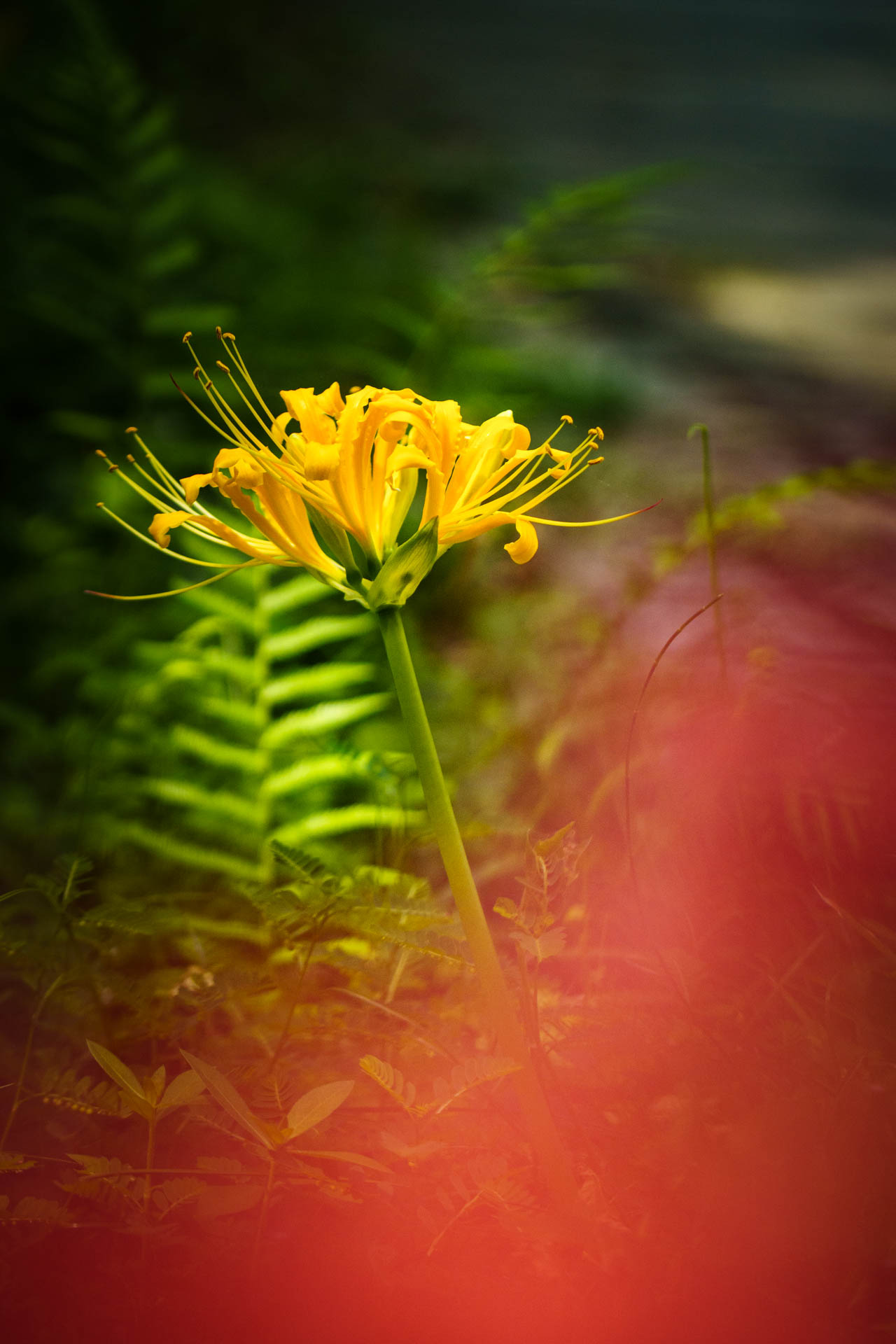 _DSC1186.jpeg