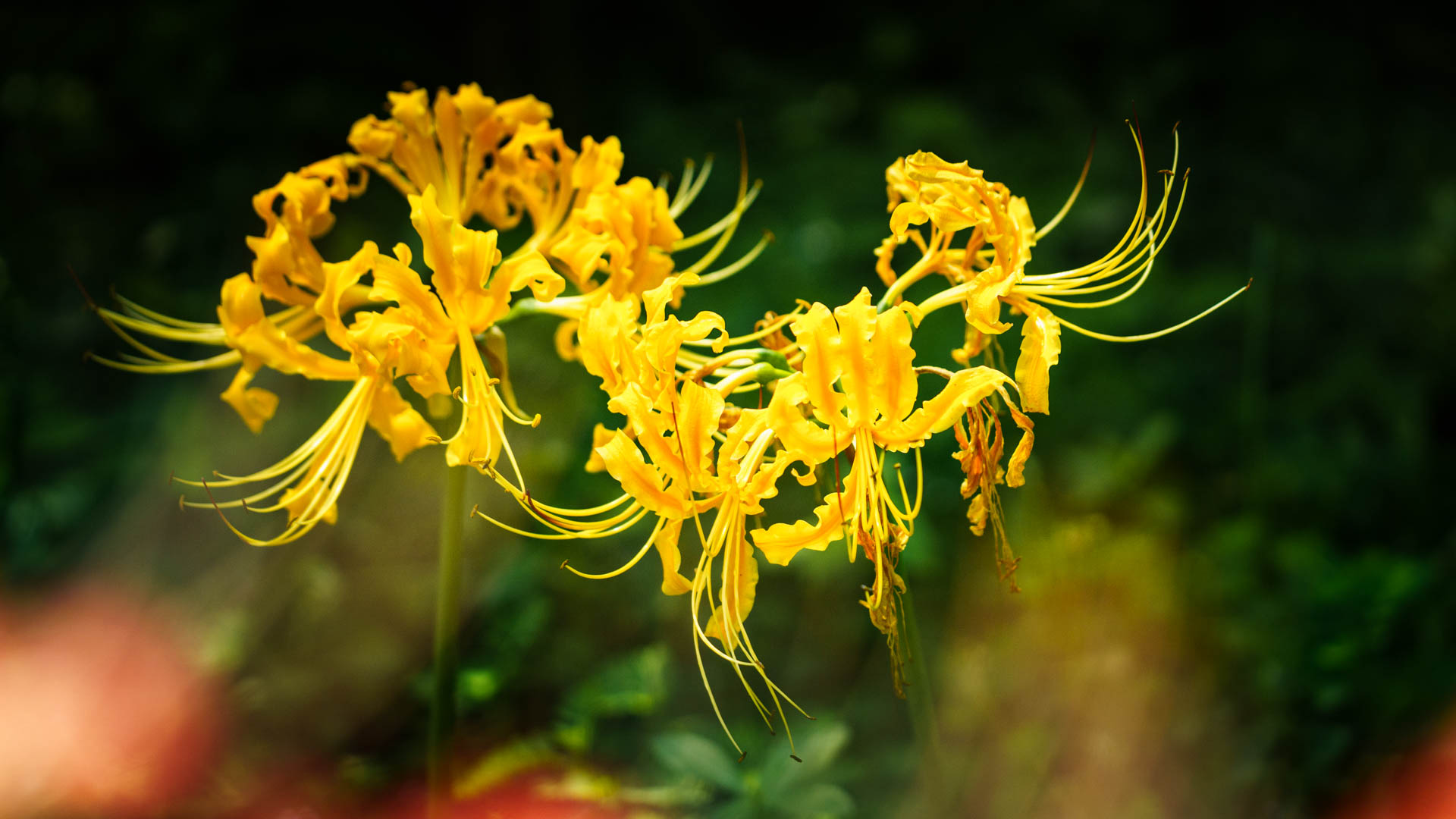 _DSC1152.jpeg