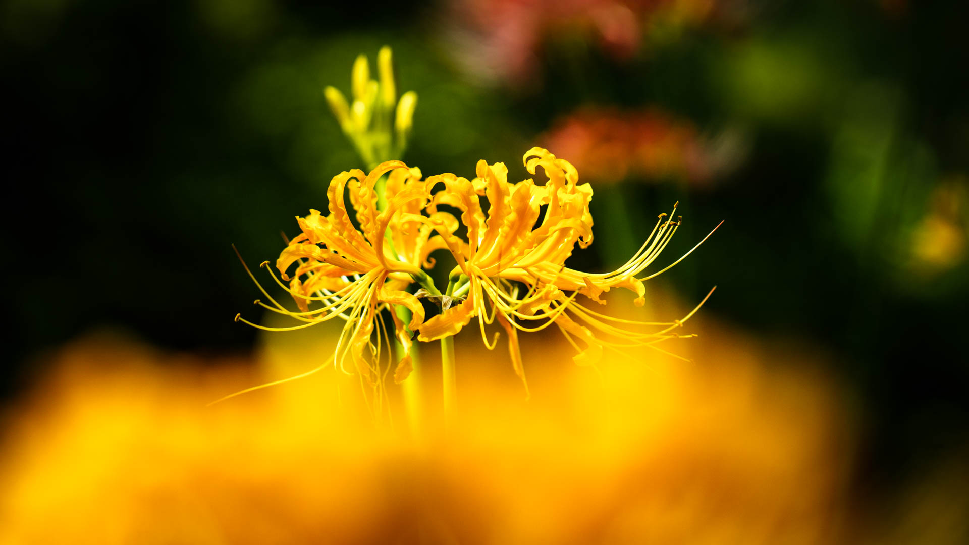 _DSC1228.jpeg