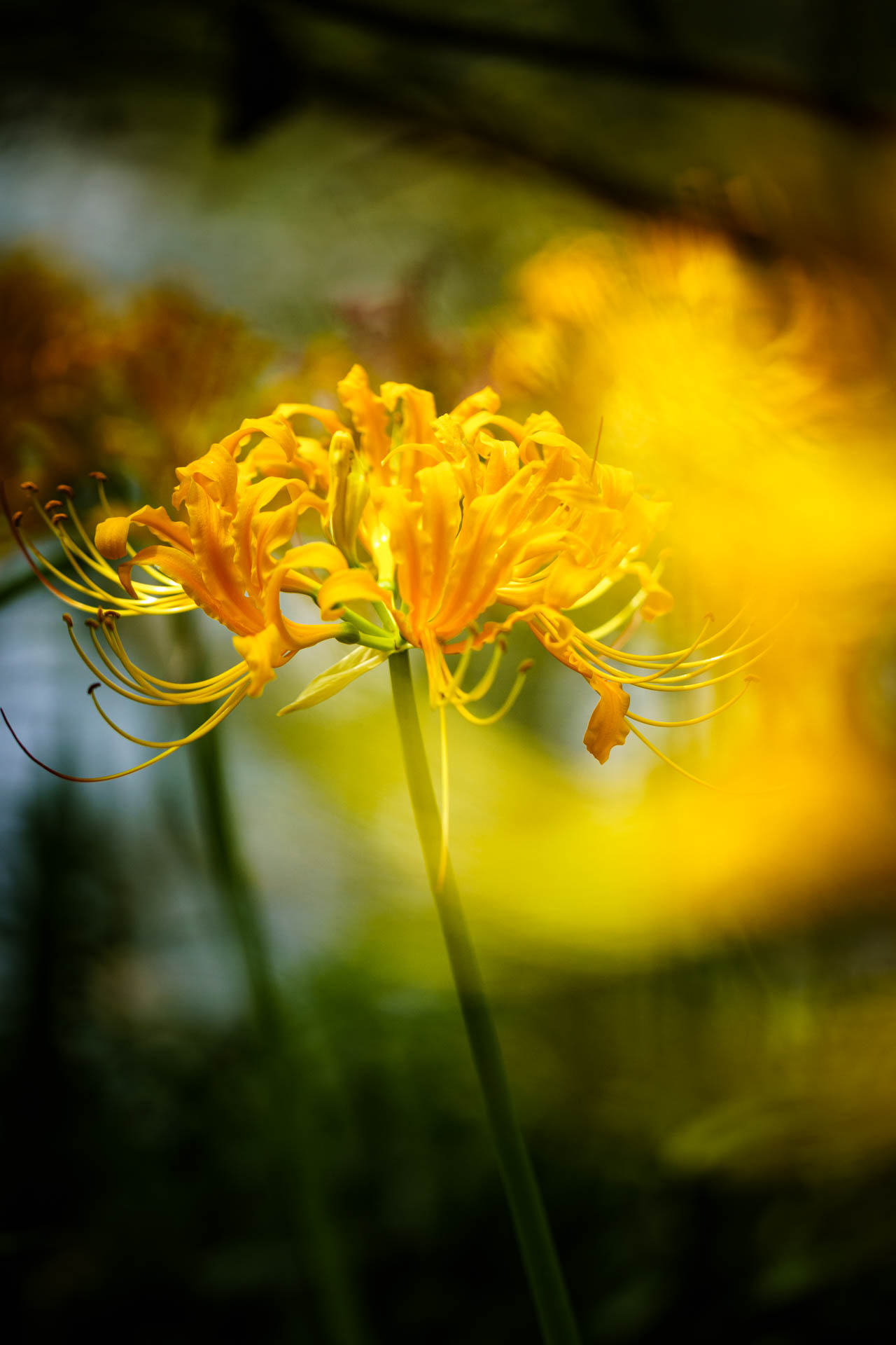 _DSC1239.jpeg