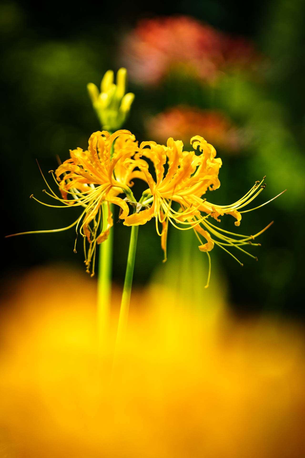 _DSC1221.jpeg