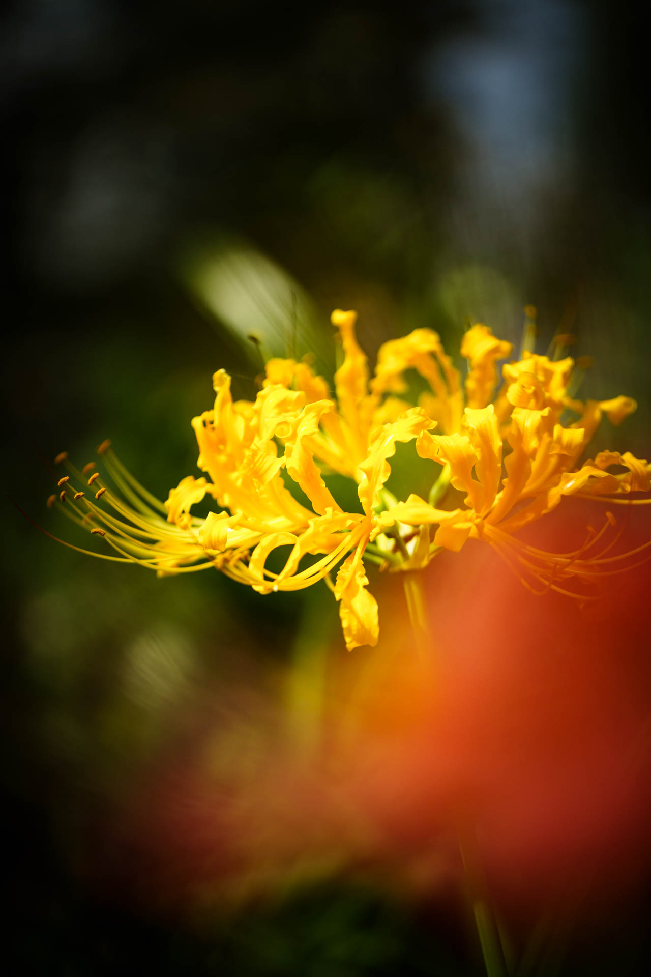 _DSC1241.jpeg