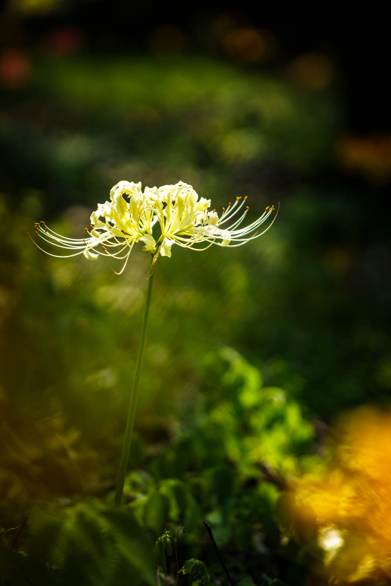 _DSC1324.jpeg