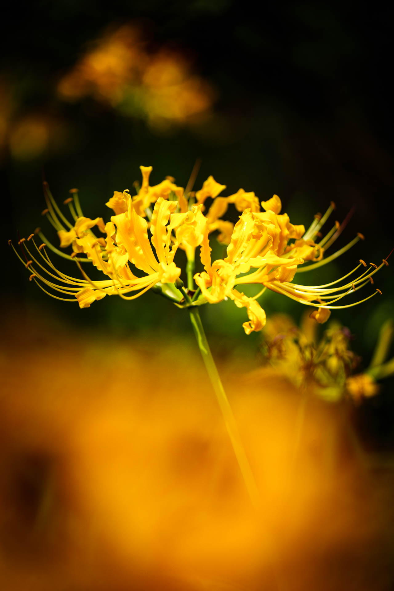 _DSC1261.jpeg