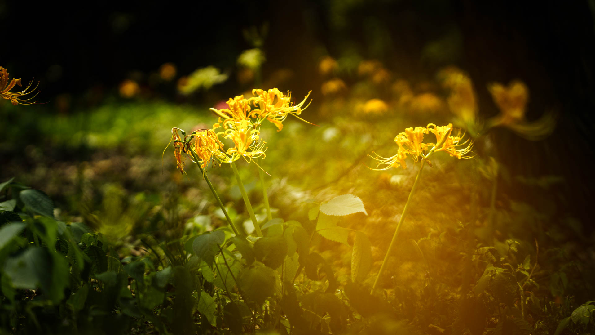 _DSC1295.jpeg