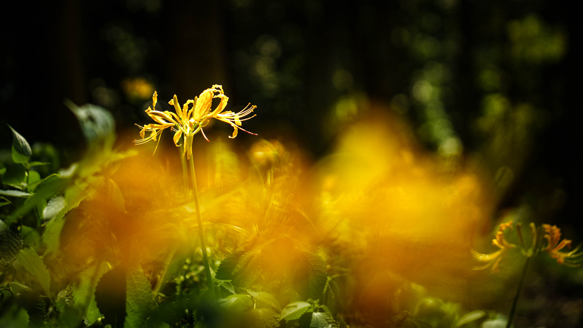 _DSC1305.jpeg