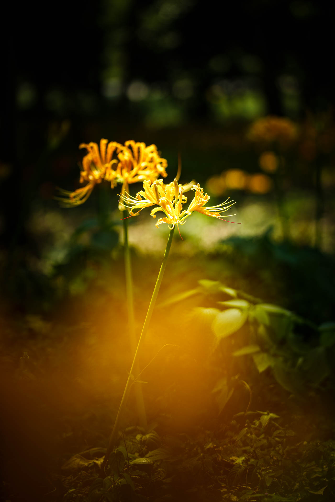 _DSC1351.jpeg