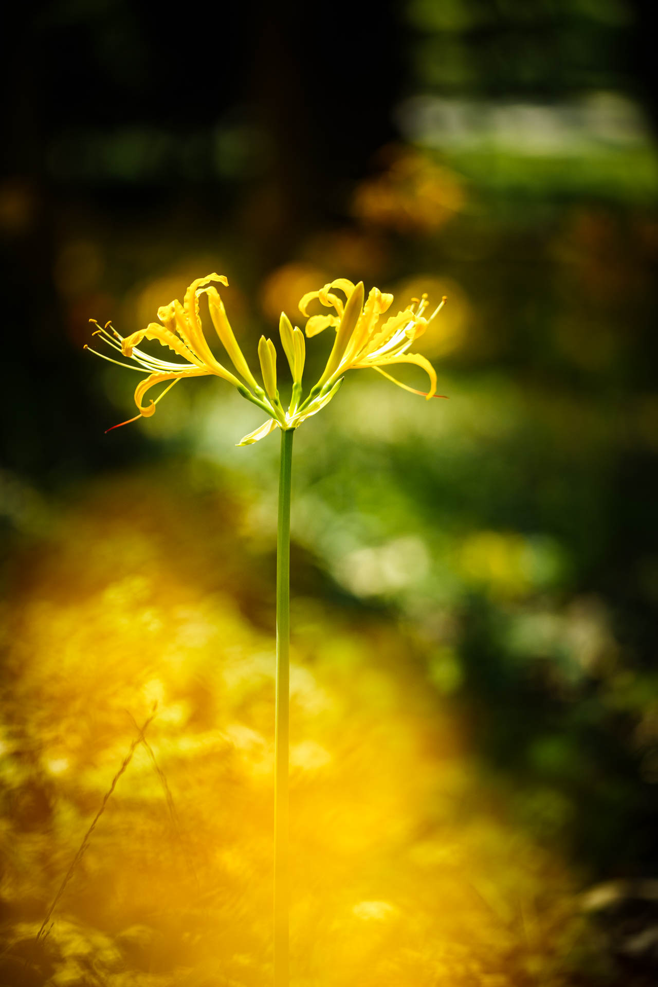 _DSC1387.jpeg