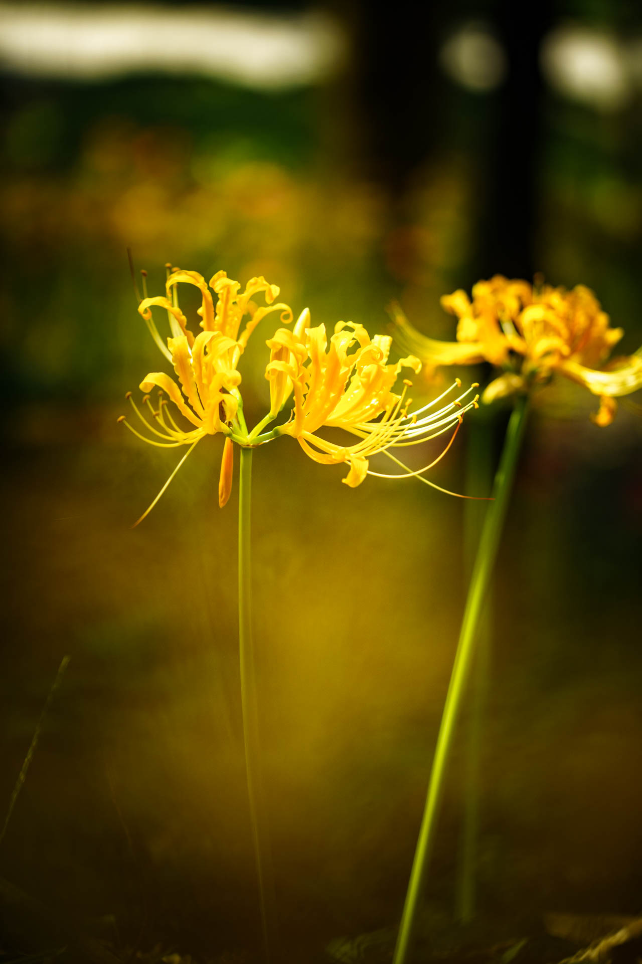 _DSC1407.jpeg