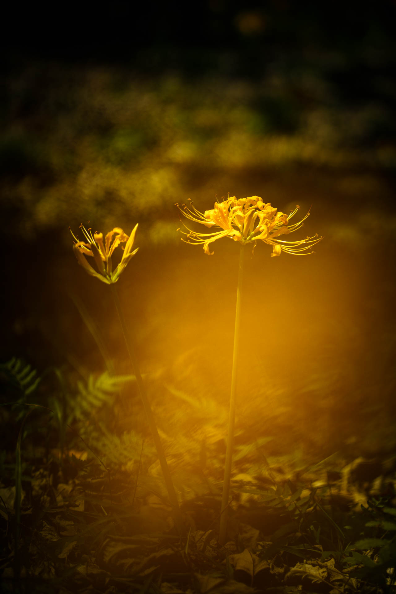 _DSC1390.jpeg