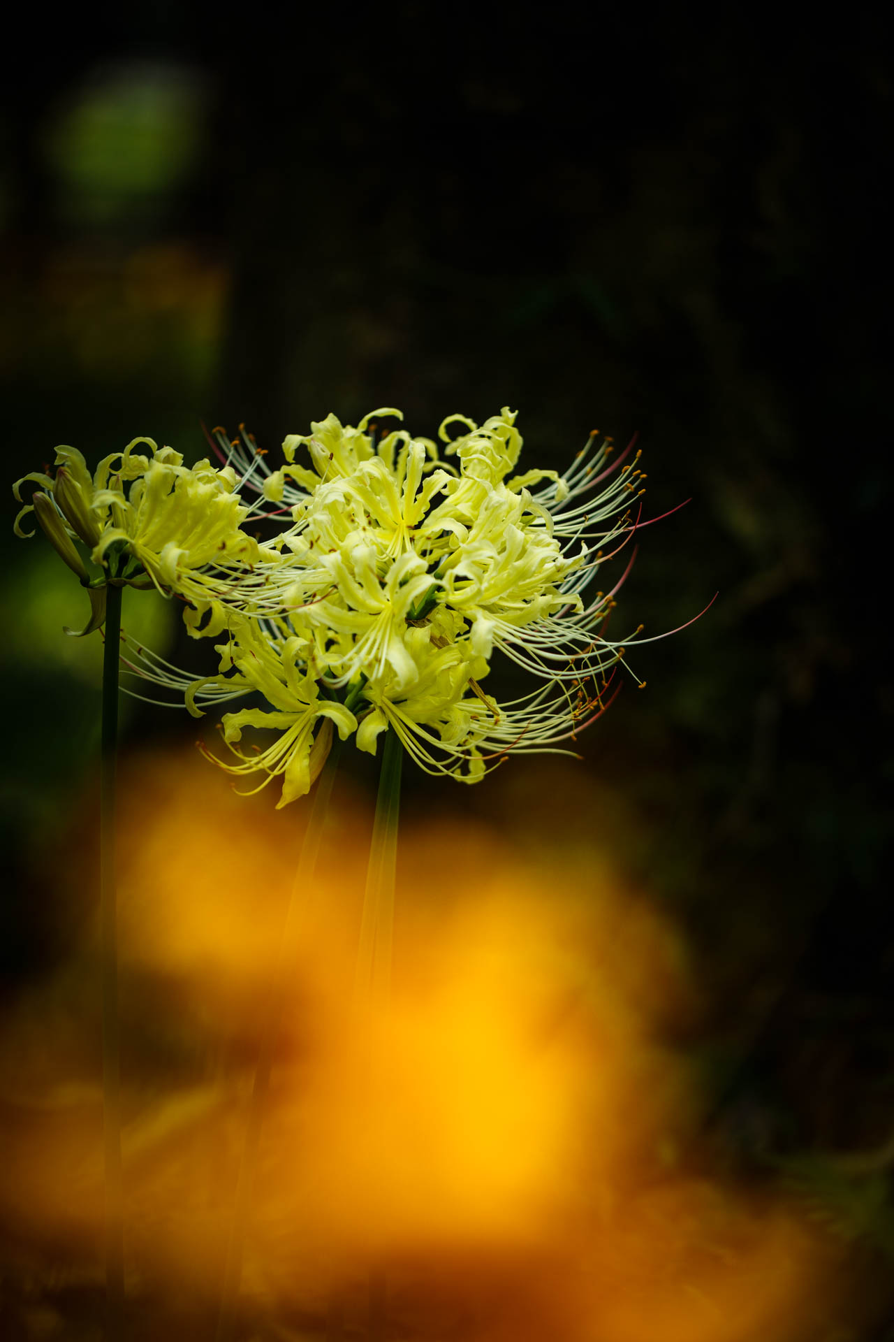 _DSC1427.jpeg