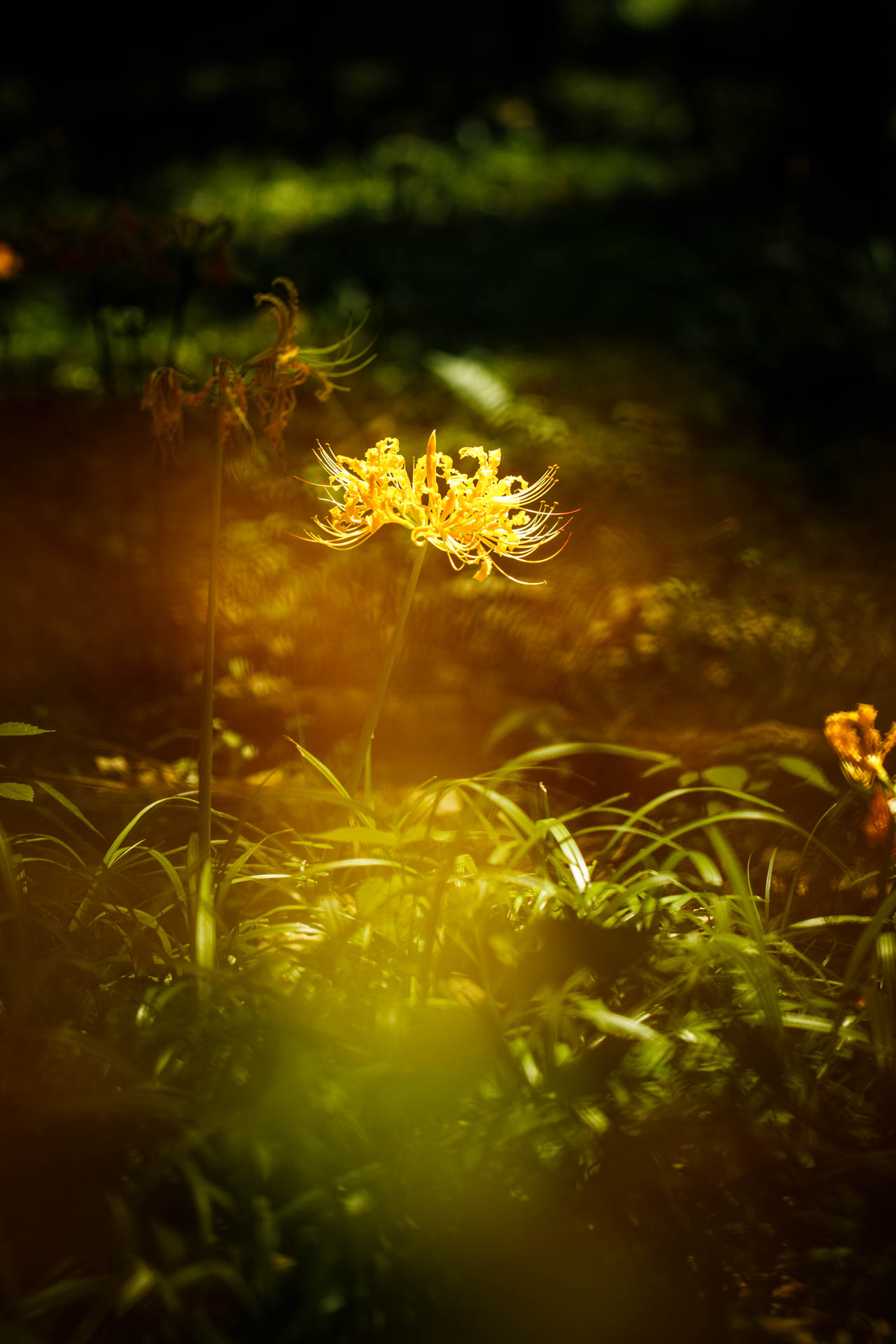_DSC1442.jpeg
