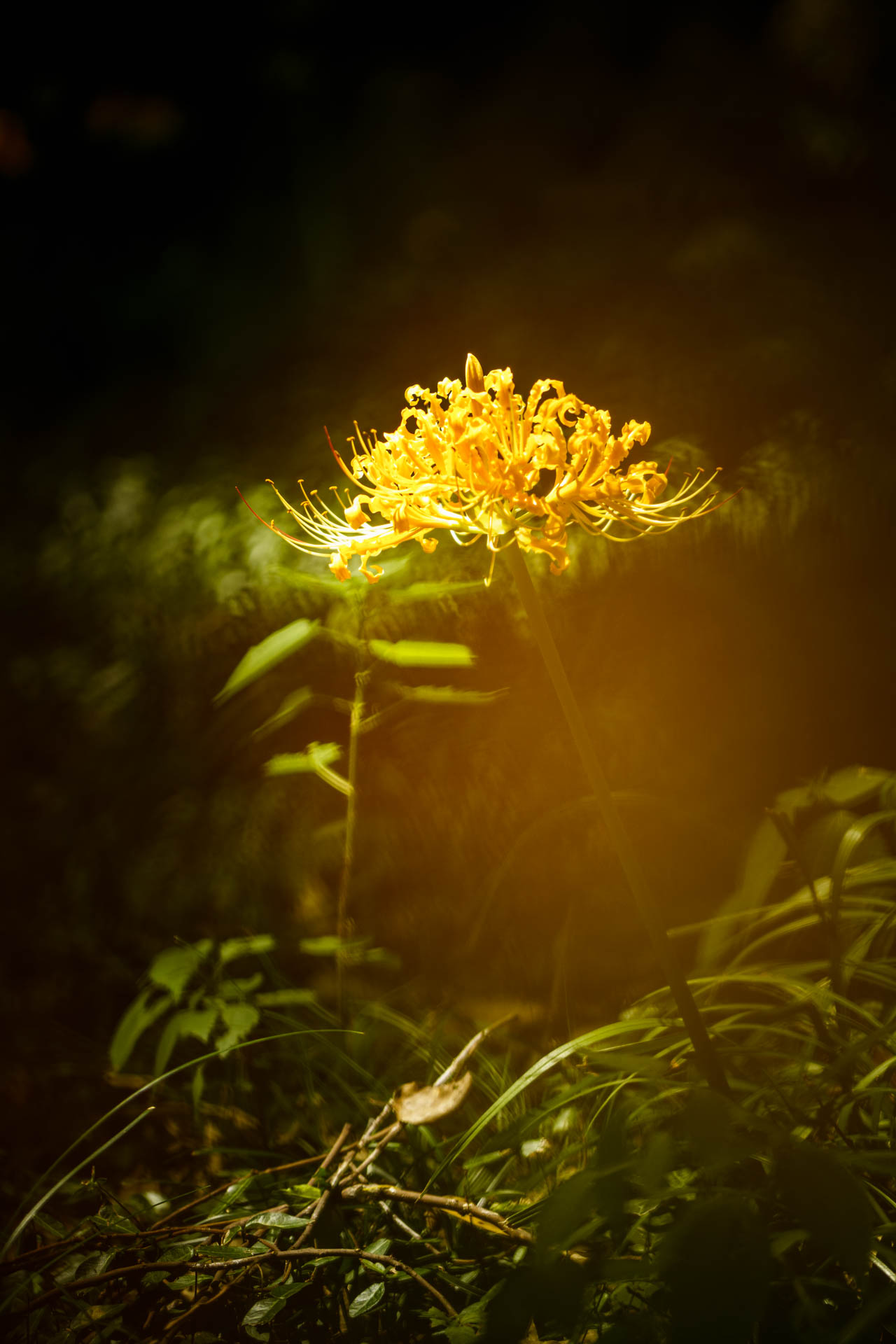 _DSC1459.jpeg