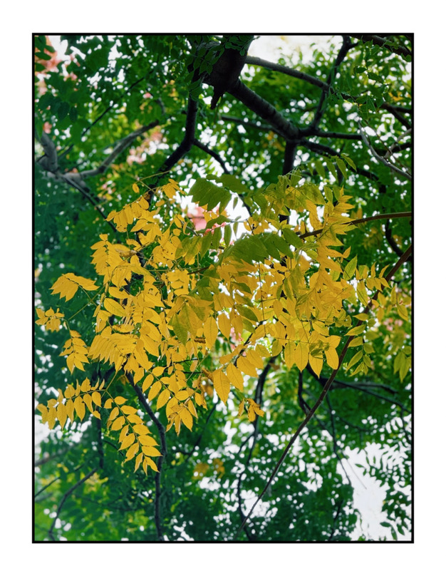 IMG_1368.jpeg