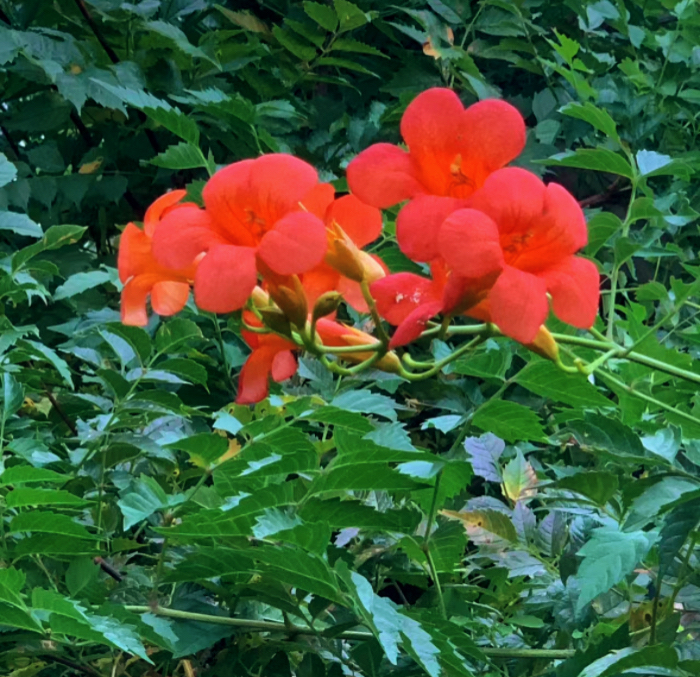 IMG_4102.jpeg
