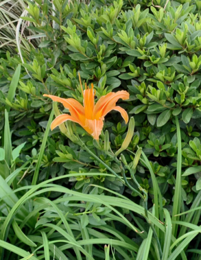 IMG_4110.jpeg
