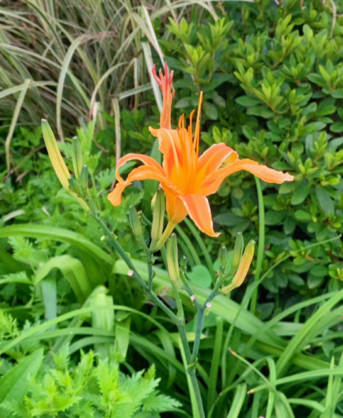 IMG_4109.jpeg