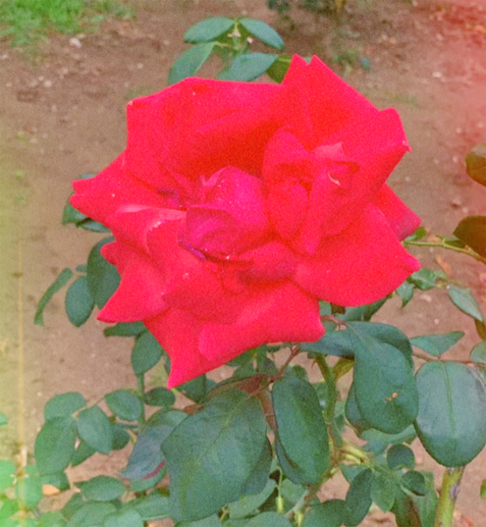IMG_4401.jpeg